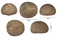 Collyrites dorsalis